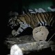 Populasi Harimau Sumatera di Jambi Lebih dari 183 Ekor