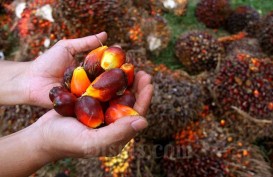 Dilarang Ekspor, Harga Jual Sawit di Riau Anjlok Hingga Petani Menangis