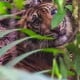 Harimau Lepas dari Jerat usai Terkejut Ditembak Bius, Spontan Cakar dan Gigit Dokter Hewan