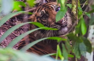 Harimau Lepas dari Jerat usai Terkejut Ditembak Bius, Spontan Cakar dan Gigit Dokter Hewan