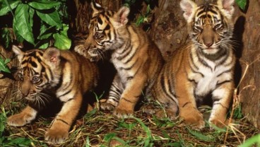 BKSDA Jambi Selamatkan Seekor Harimau Sumatra