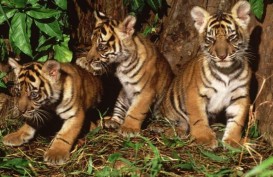 BKSDA Jambi Selamatkan Seekor Harimau Sumatra