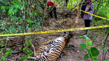 Tiga Ekor Harimau Sumatra Ditemukan Terkena Mati di Aceh Terkena Jerat Babi