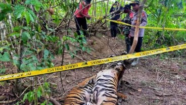 Dua Harimau Sumatra Ditemukan Mati di Aceh Timur