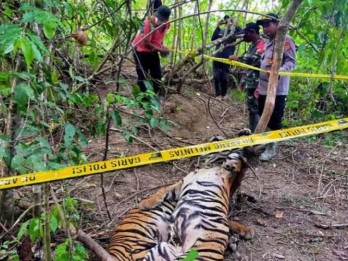 Dua Harimau Sumatra Ditemukan Mati di Aceh Timur