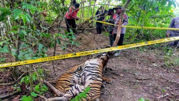 Kronologi dan Foto-foto Memilukan Tiga Harimau Mati Terjerat di Aceh