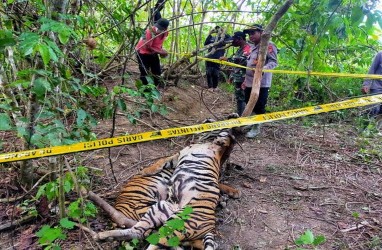 Kronologi dan Foto-foto Memilukan Tiga Harimau Mati Terjerat di Aceh