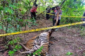 Kronologi dan Foto-foto Memilukan Tiga Harimau Mati…
