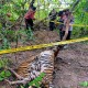 Kronologi dan Foto-foto Memilukan Tiga Harimau Mati Terjerat di Aceh