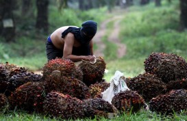 Pabrik di Riau Setop Terima Sawit, Truk Pengangkut TBS Petani Mulai Menumpuk