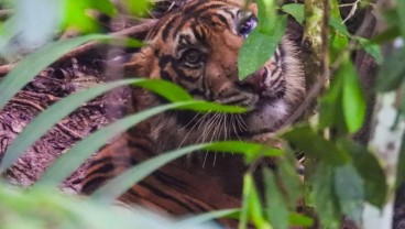 Riau Bersiap Sambut Mudik, Pemda Bengkalis Laporkan Ada Harimau Berkeliaran