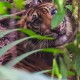 Riau Bersiap Sambut Mudik, Pemda Bengkalis Laporkan Ada Harimau Berkeliaran