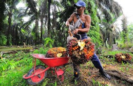 Miris! Harga Sawit Riau Terjun Bebas, Kini Cuma Rp1.800 per Kg