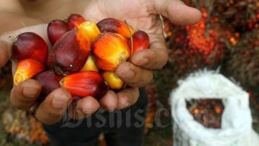 Sengkarut Tata Niaga Minyak Goreng dan Kepanikan Pemerintah