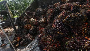 Larangan Ekspor CPO Bikin Saham Kebun Rontok, Analis: AALI Hingga LSIP Layak Beli