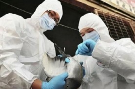 Setelah China, Giliran AS Laporkan Kasus Flu Burung…