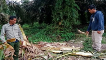 BBKSDA Riau Temukan Jejak Gajah Liar di Desa Teluk Sungkai Dekat Areal Perusahaan