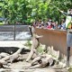 Dua Hari Lebaran 2022, Kunjungan Wisata Kebun Binatang Surabaya Tembus 13.297 Pengunjung