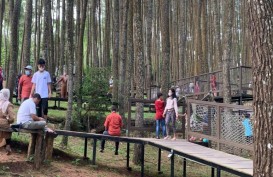 Kunjungan Wisatawan di Hutan Pinus Mangunan Bantul Membludak