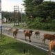 Wabah Penyakit Serang Ternak di Jawa Timur, Ini Rekomendasi untuk Pemerintah