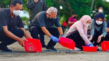 Momen Wapres Melepasliarkan 23 Tukik di Pantai Kuta Bali 