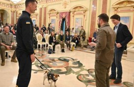 Pemerintah Ukraina Beri Anugerah Medali kepada Seekor Anjing Pelacak Ranjau
