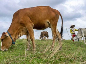 Heboh Penyakit Mulut dan Kuku pada Sapi, Bisa Menular ke Manusia?