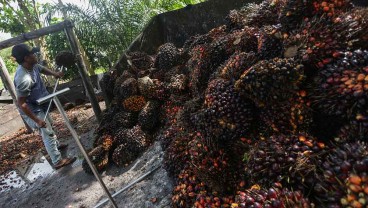 Lebaran Usai, Harga Sawit Riau Anjlok Jadi Rp2.947,58 per Kg