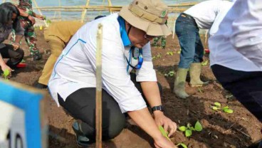 Produksi Daun Kering Tembakau PTPN X Ditarget 1.200 Ton