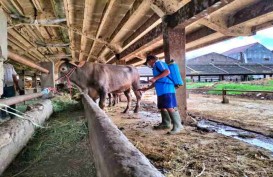 RPH Surabaya Tolak Hewan Ternak dari 4 Daerah Wabah PMK