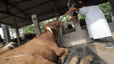 Penyakit Kuku dan Mulut Marak, Ini Kata Mentan Yasin Limpo