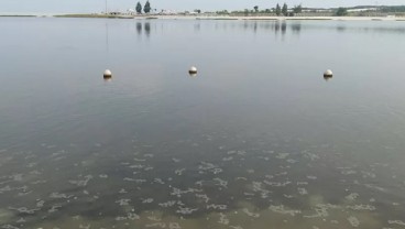 Coral Reef Rehabilitation and Management Program Jaga Kelestarian Sumber Daya Laut dan Pesisir