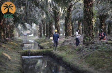 Harga CPO Memanas, Nusantara Sawit Matangkan Rencana IPO Rp900 Miliar