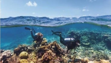 Gelombang Panas Bikin 91 Persen Karang Great Barrier Reef di Australia Rusak