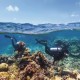 Gelombang Panas Bikin 91 Persen Karang Great Barrier Reef di Australia Rusak