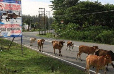 Penyakit Mulut dan Kuku Marak, Kenali Ciri-cirinya