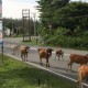 Penyakit Mulut dan Kuku Hewan Tidak Goyang Harga Daging, tapi Jadi Teror Jelang Iduladha