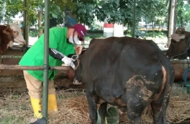 Wabah Penyakit Mulut dan Kuku, Siap-siap Harga Hewan Kurban Bakal Melejit