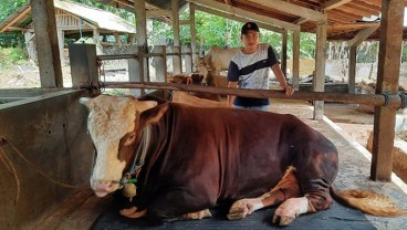 736 Ekor Sapi Tertahan Di Pelabuhan Tanjung Perak, Kadin Minta Pemerintah Beri Solusi