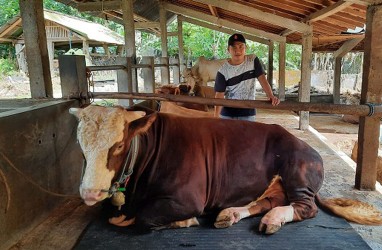 736 Ekor Sapi Tertahan Di Pelabuhan Tanjung Perak, Kadin Minta Pemerintah Beri Solusi