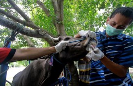3 Ekor Sapi di Sijunjung Positif PMK, Sumbar Setop Dulu Jual Beli Ternak