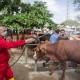 Penanganan Penyakit Ternak Jatim, Ini Kata Wagub Emil