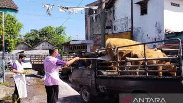 Kediri Mendirikan Titik Pengecekan Lalu Lintas Sapi