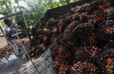 Harga Tandan Buah Sawit Tak Stabil, Ini Suara Pedagang Pengepul