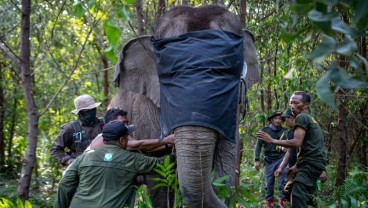 BKSDA Sumsel Antisipasi Konflik Gajah Liar dan Manusia di OKI