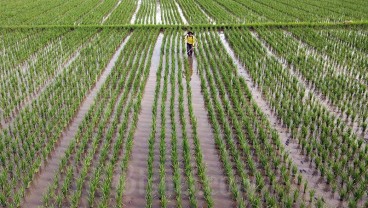 Banyuasin Bakal Cetak 300 Ha Sawah Baru di Lahan Rawa Lebak