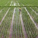 Banyuasin Bakal Cetak 300 Ha Sawah Baru di Lahan Rawa Lebak