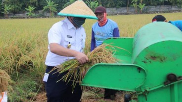 Asuransi Usaha Tani Padi Kuartal I/2022, 3 Daerah Menjadi Penikmat Terbesar