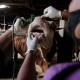 Waspada PMK Jelang Iduladha, Pemkot Bandung Ajukan Vaksinasi Hewan Kurban