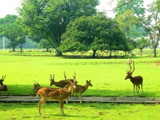 Ulang Tahun ke-205, Kebun Raya Bogor Buka Wahana Edukasi